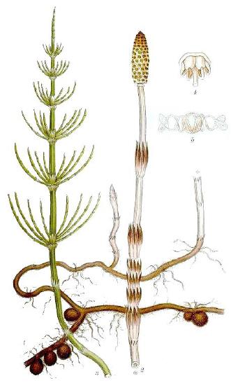 Schachtelhalmkraut